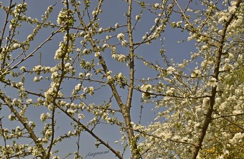 Cerisier en fleurs 2020 04 3