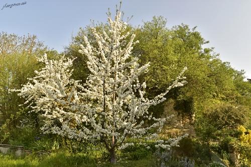 Cerisier en fleurs 2020 04 4