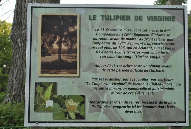 Le tulipier 2019 05 30 4